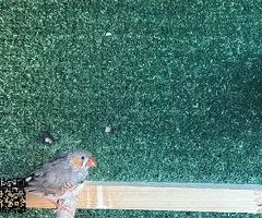 Parejas de Diamantes Mandarines - 2