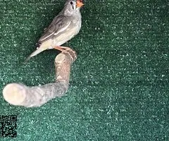 Parejas de Diamantes Mandarines - 3