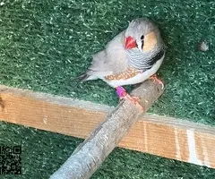 Parejas de Diamantes Mandarines - 4