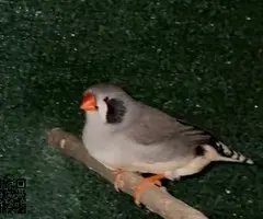 Parejas de Diamantes Mandarines - 5