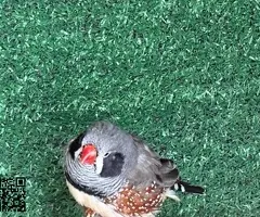 Parejas de Diamantes Mandarines - 6