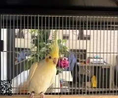 Pareja reproductora de Ninfas