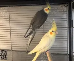 Pareja reproductora de Ninfas - 2