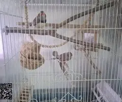 Se regala dos machos diamantes mandarin