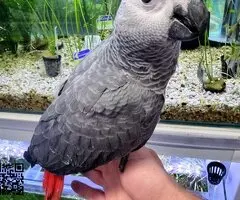loro gris africano