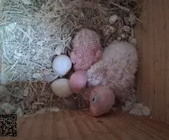 Agapornis papilleros fischeri azul