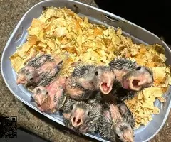 Ninfas papilleras a 3 tomas