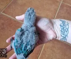 Pyrrhura turquesa - 2