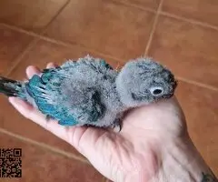 Pyrrhura turquesa - 3