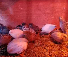 Cedo codornices chinas