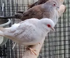 Paloma tortola diamante