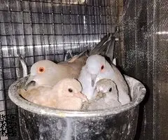 Paloma tortola diamante - 2