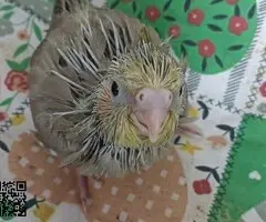 Ninfas papilleras - 2