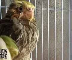 Ninfas papilleras - 3