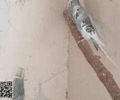 Periquitos Ingleses papilleros