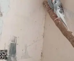 Periquitos Ingleses papilleros - 2