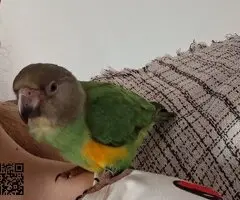 Hembra you you con jaula