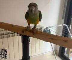 Hembra you you con jaula - 2