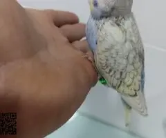 Periquito papillero - 2