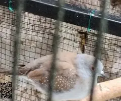 Paloma tortola diamante - 2