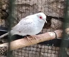 Paloma tortola diamante - 3
