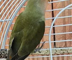 Agapornis Macho