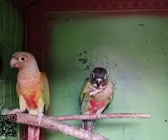 PYRRHURAS PIÑA