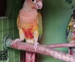 PYRRHURAS PIÑA - 2