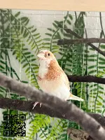 Isabelitas del japón
