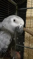 Loro taco hembra
