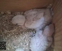 Cedo Agapornis Fischeri papillero blancos