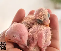 Agapornis papilleros