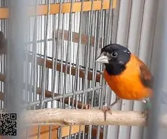 Cardenalitos cedo topacio y clasicos posibles portadores