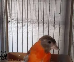 Cardenalitos cedo topacio y clasicos posibles portadores - 2