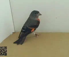 Cardenalitos cedo topacio y clasicos posibles portadores - 3