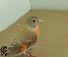 Cardenalitos cedo topacio y clasicos posibles portadores - 4