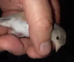 Cardenalitos cedo topacio y clasicos posibles portadores - 5