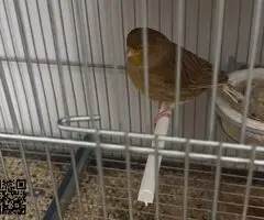 Regalo dos hembras de canarios