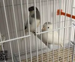 Regalo dos hembras de canarios - 2