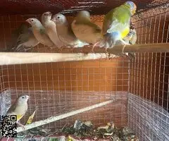 Diamantes de gould - 2