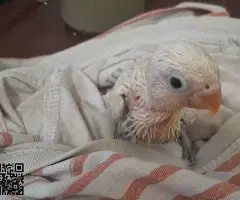 Cedo Agapornis fischeri Papilleros Blancos con Manchas Lilas