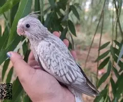 Ninfas papillera - 2