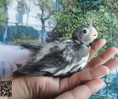 Ninfas papillera - 3