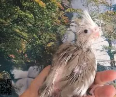 Ninfas papillera - 4