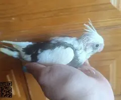 Ninfas papillera - 5