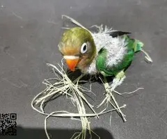 Se cede cría de personata - 2