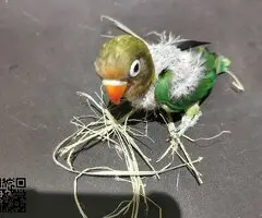 Se cede cría de personata - 3