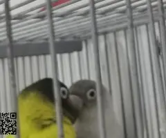 Se cede cría de personata - 4