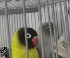 Se cede cría de personata - 5