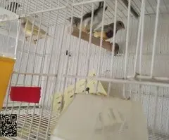 Se cede diamante de gould y isabelitas